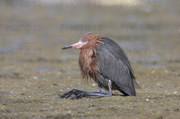 Reddish egret