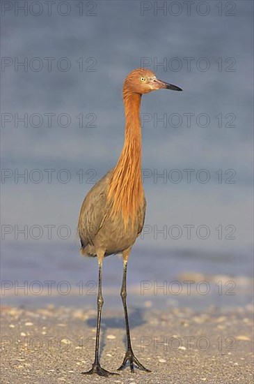 Reddish egret