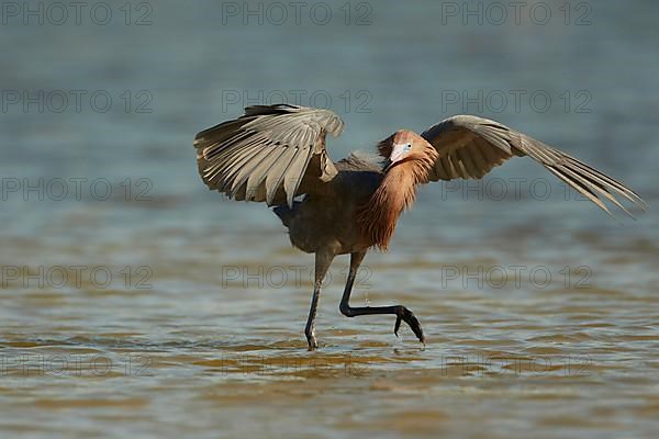 Reddish Egret