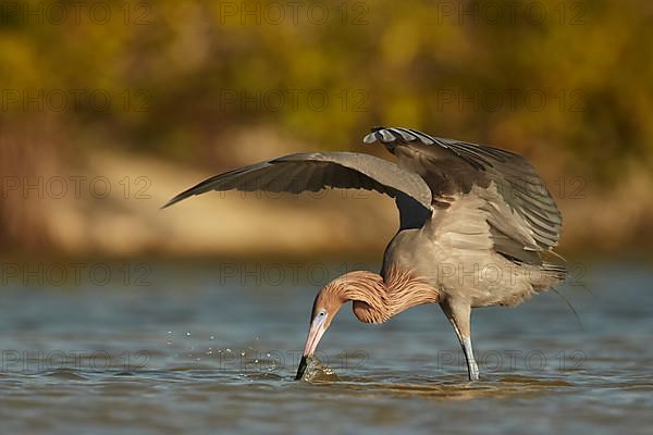 Reddish Egret