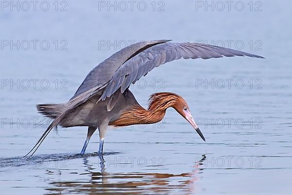 Reddish egret