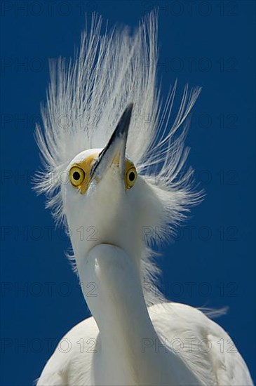 Snowy egret