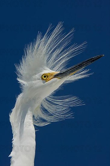 Snowy egret