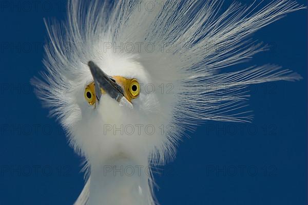 Snowy egret