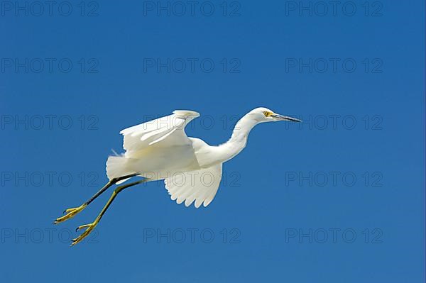 Snowy egret