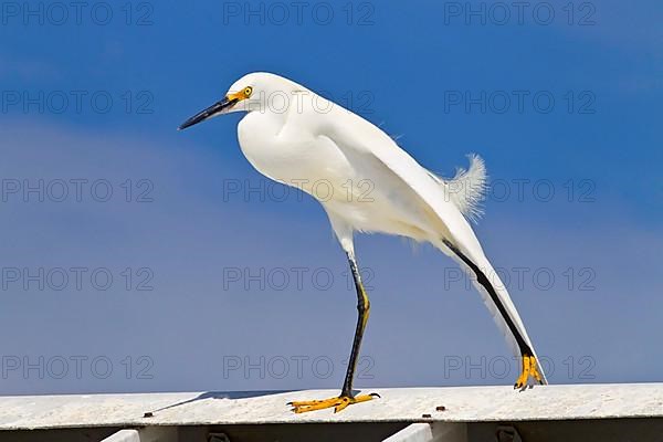 Snowy egret