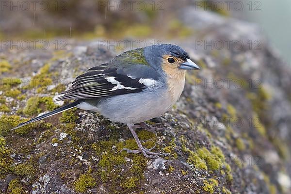 Madeiran Chaffinch