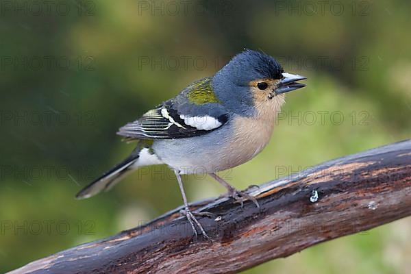 Madeiran Chaffinch