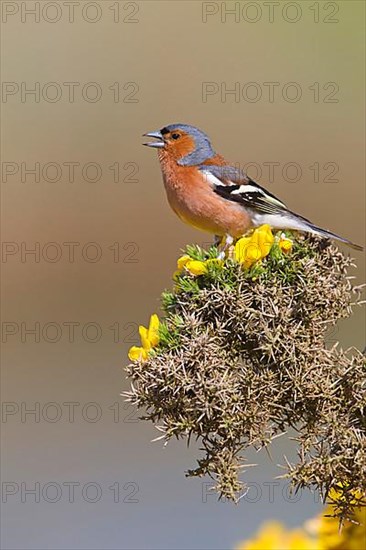 Chaffinch
