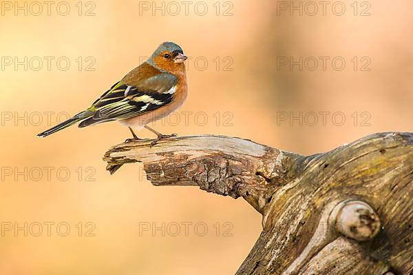 Common chaffinch