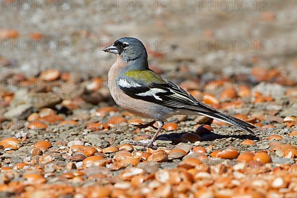 African chaffinch