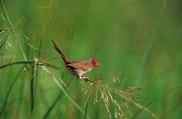 Crimson finch