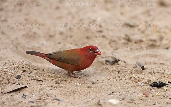 Red-billed firefinch