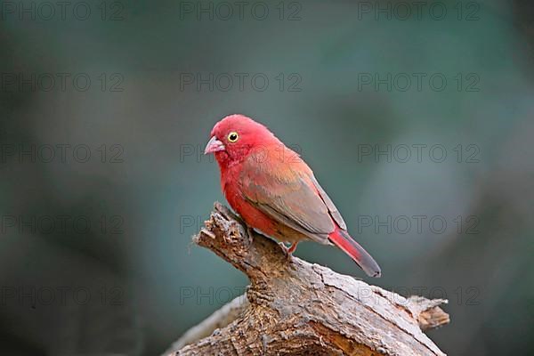 Red-billed Firefinch