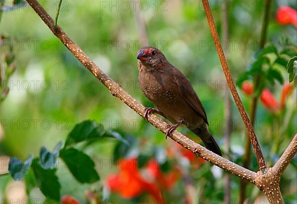 Red-billed Firefinch