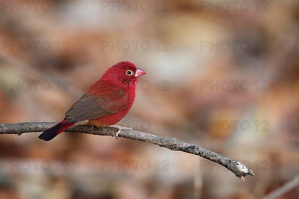 Red-billed firefinch