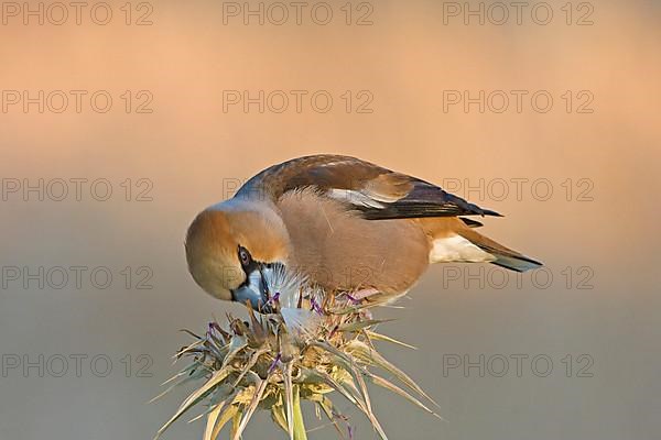 Hawfinch