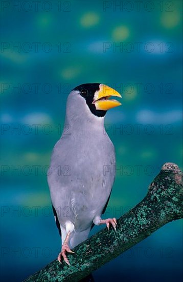 Japanese Hawfinch