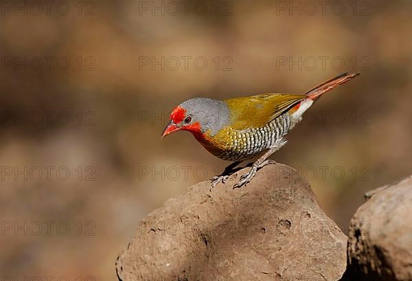 Green-winged green-winged pytilia