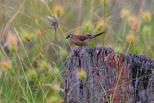 Plum-headed finch