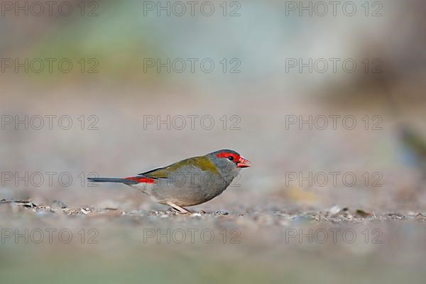 Red-browed Finch