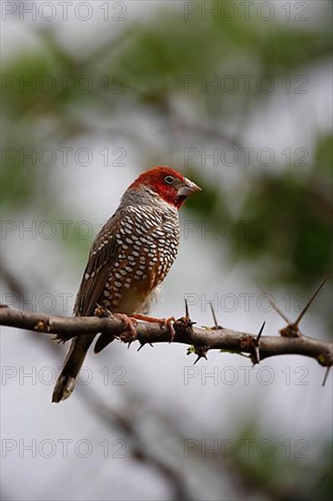 Red-headed finch