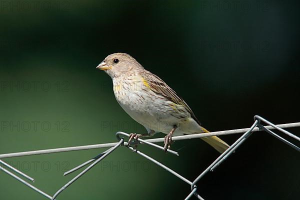 Saffron finch