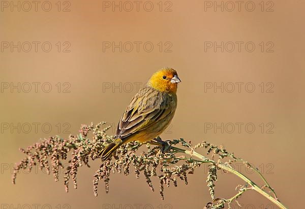 Saffron finch