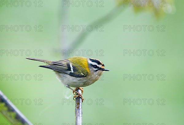 Firecrest