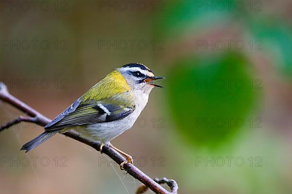 Firecrest