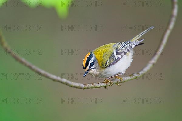 Firecrest