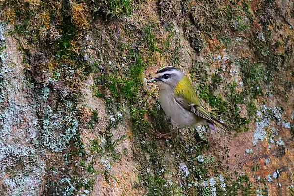 Common firecrest