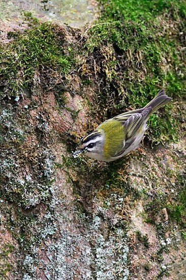 Common firecrest