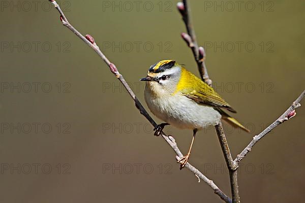 Common firecrest