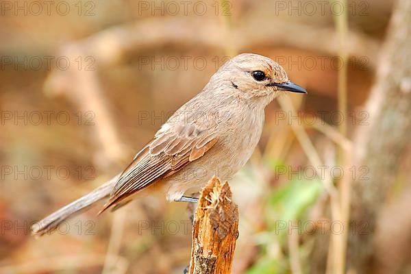 Grey Flycatcher