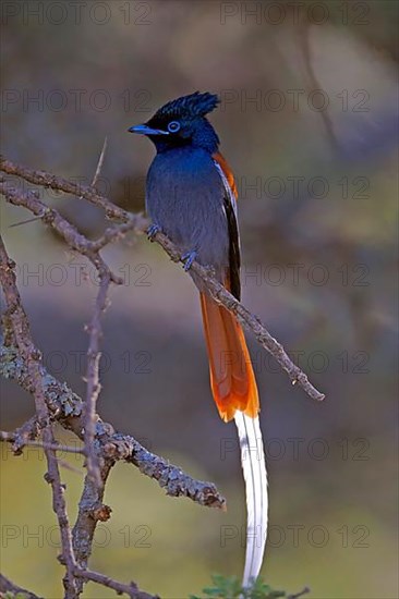 Paradise Flycatcher