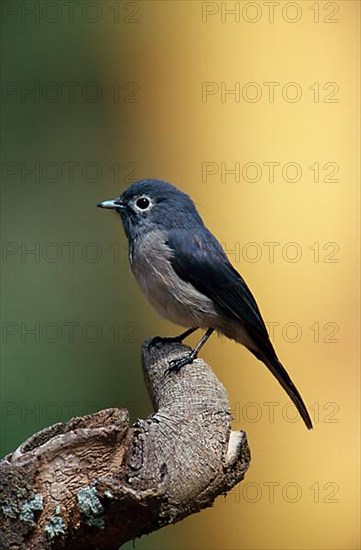 White-eyed Slate Flycatcher