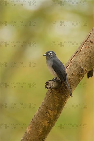 White-eyed Slate Flycatcher