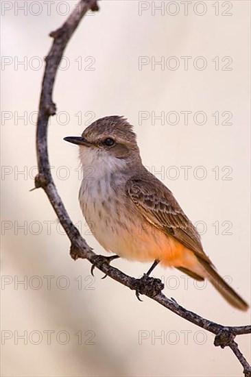 Vermilion Flycatcher