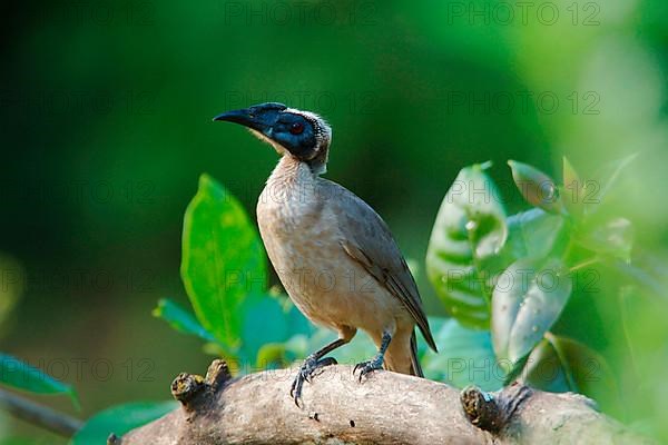 Adult helmeted friarbird