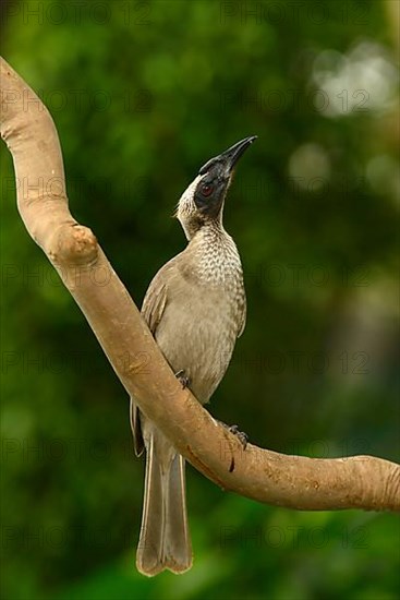 Helmeted Friarbird