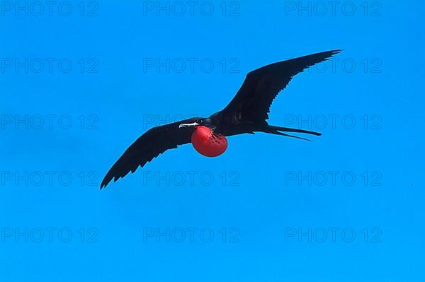 Banded Frigatebird