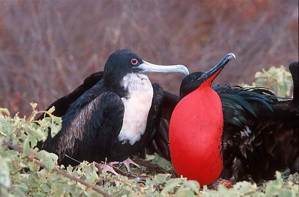 Banded Frigatebird