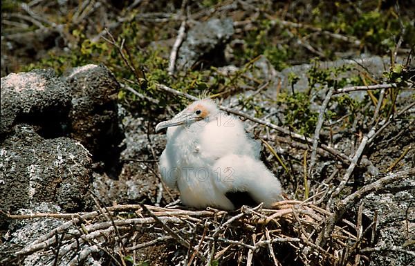 Banded Frigatebird