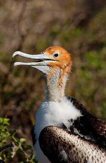 Banded Frigatebird