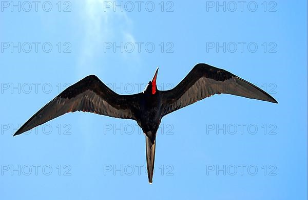 Banded Frigatebird