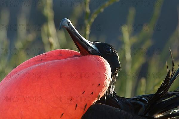 Banded Frigatebird