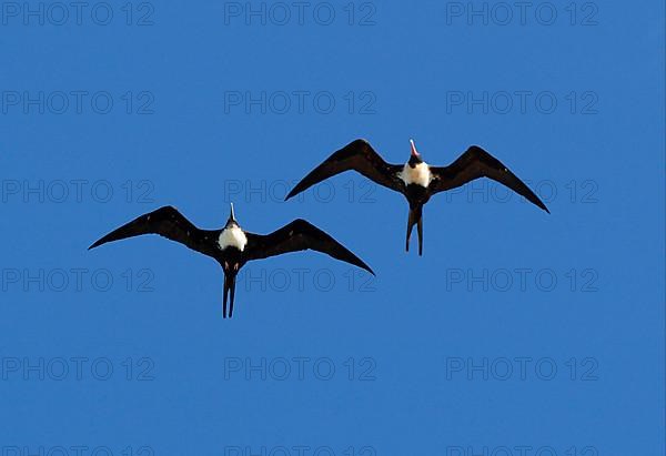 Lesser Frigatebird