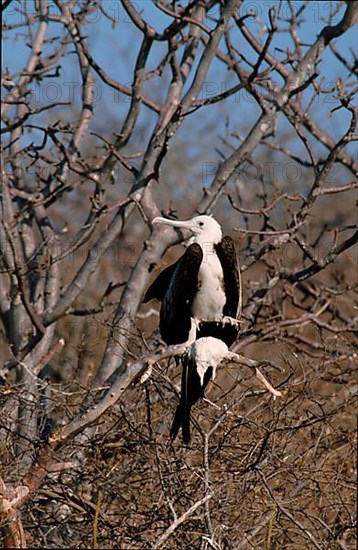 Magnificent Frigatebird