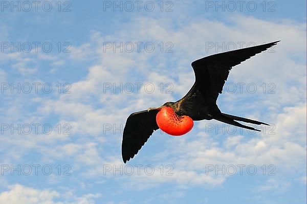 Magnificent Frigatebird